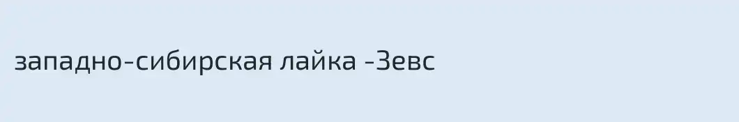 западно-сибирская лайка -Зевс
